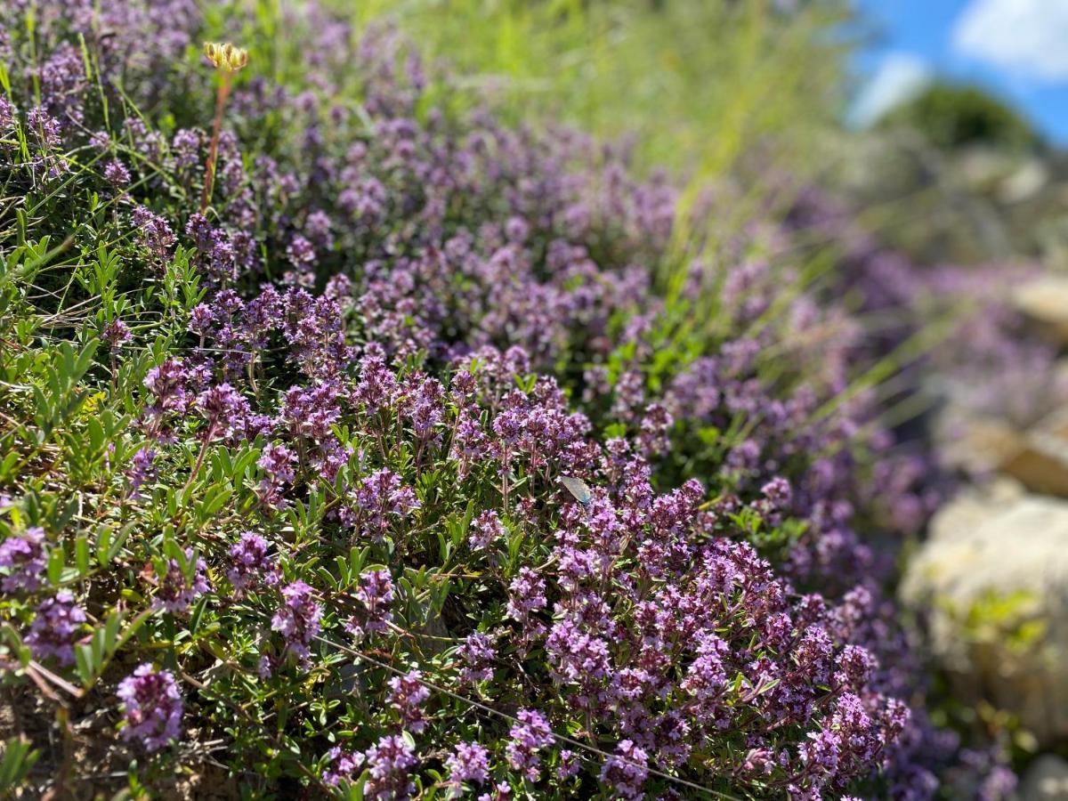 Gite En Haute Provence Montfroc Exterior foto